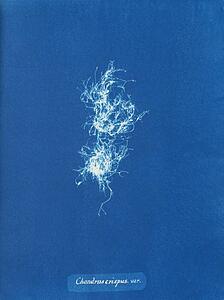 Crispus Art Print - Chondrus Crispus Var