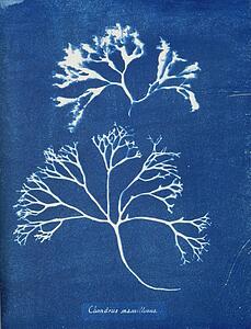 Chondrus Art Print - Chondrus Mamillosus