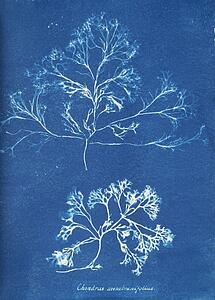 Chondrus Art Print - Chondrus Membranifolius
