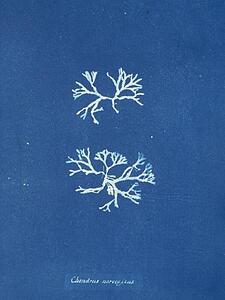 Chondrus Art Print - Chondrus Norvegicus
