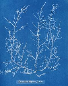 Fruit Art Print - Chylocladia Kaliformis (In Fruit)