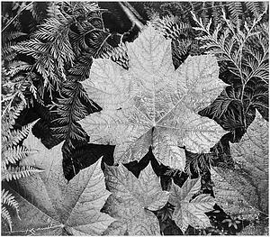 Leaves Art Print - Close-Up Of Leaves, From Directly Above, "in Glacier National Park, " Montana. Photographs Of National Parks And Monuments, Compiled 1941 - 1942, Documenting The Period Ca. 1933 - 1942.
