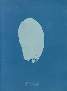 Anna Art Print - Codium Bursa