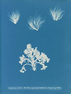 Young State Art Print - Conferva Arcta: The Three Upper Specimens In The Young State