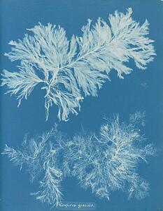 Conferva Art Print - Conferva Gracilis