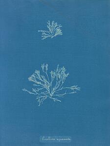 Photogram Art Print - Corallina Squamata