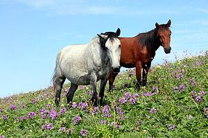 Grazing Art Print - Couple Of Horses