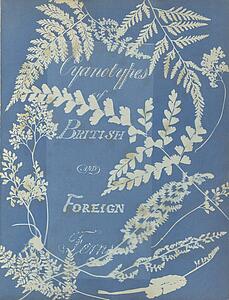 Algae Art Print - Cyanotypes Of British And Foreign Ferns