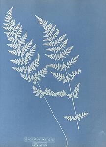 British Art Print - Cystopteris Dentata, British