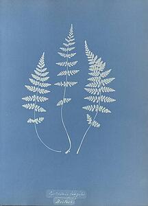 Cystopteris Fragilis, British - Art Print Art Print - Cystopteris Fragilis, British