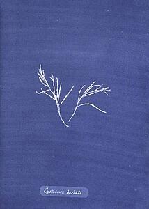 Cystoseira Barbata Art Print - Cystoseira Barbata