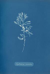 Ericoides Art Print - Cystoseira Ericoides. Cystoseira Tamariscifolia (Hudson) Papenfuss. Cyanotype Photogram.