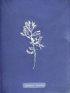 Ericoides Art Print - Cystoseira Ericoides. Cystoseira Tamariscifolia (Hudson) Papenfuss. Cyanotype Photogram.