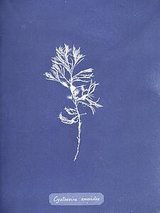 Ericoides Art Print - Cystoseira Ericoides. Cystoseira Tamariscifolia (Hudson) Papenfuss. Cyanotype Photogram.