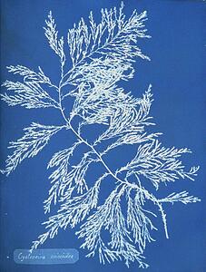 Ericoides Art Print - Cystoseira Ericoides