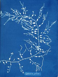 Algae Art Print - Cystoseira Fibrosa