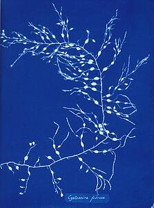 Cystoseira Fibrosa Art Print - Cystoseira Fibrosa