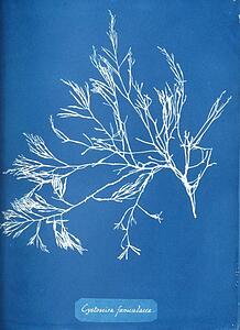 Cystoseira Art Print - Cystoseira Foeniculacea