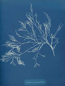 Cystoseira Foeniculacea Art Print - Cystoseira Foeniculacea