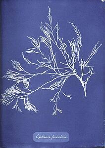 Cystoseira Art Print - Cystoseira Foeniculacea