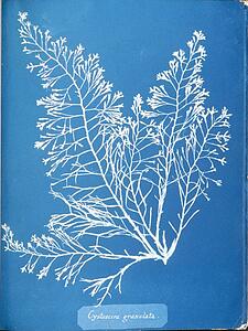 Cyanotype Photogram Art Print - Cystoseira Granulata. Cyanotype Photogram.