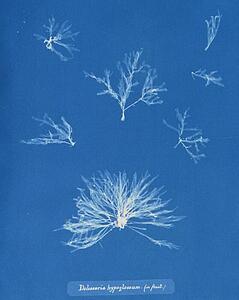 Art Print - Delesseria Hypoglossum (In Fruit)