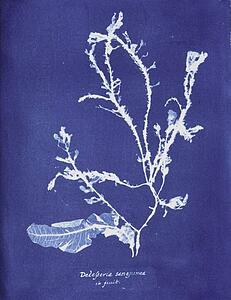 Delesseria Sanguinea Art Print - Delesseria Sanguinea In Fruit
