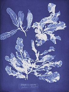 Algae Art Print - Delesseria Sanguinea