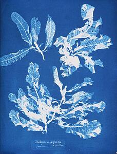 Delesseria Sanguinea Art Print - Delesseria Sanguinea