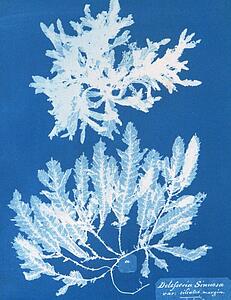 Delesseria Sinuosa Art Print - Delesseria Sinuosa Va. Ciliated Margin A. In Fruit