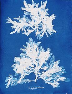 Delesseria Sinuosa Art Print - Delesseria Sinuosa