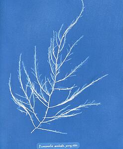 Young State Art Print - Desmarestia Aculeata, Young State