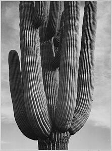 Cactus Art Print - Detail Of Cactus "saguaros, Saguro National Monument, " Arizona. (Vertical Orientation). Photographs Of National Parks And Monuments, Compiled 1941 - 1942, Documenting The Period Ca. 1933 - 1942.
