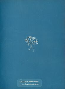 Ceramium Rubrum Art Print - Diatoma Marinum, On Ceramium Rubrum