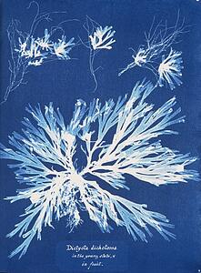 Dictyota Dichotoma Art Print - Dictyota Dichotoma, In The Young State; And In Fruit