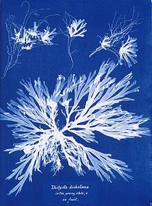 Dictyota Dichotoma Art Print - Dictyota Dichotoma, In The Young State; And In Fruit