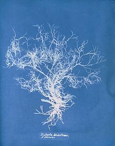 Dictyota Dichotoma Art Print - Dictyota Dichotoma, Β Intricata