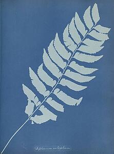 Anna Art Print - Diplazium Cultifolium