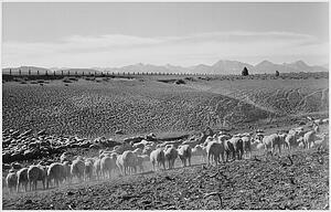 Flock In Owens Valley, California, 1941..  Photographs Of National Parks And Monuments, Compiled 1941 - 1942, Documenting The Period Ca. 1933 - 1942. - Art Print Art Print - Flock In Owens Valley, California, 1941..  Photographs Of National Parks And Monuments, Compiled 1941 - 1942, Documenting The Period Ca. 1933 - 1942.