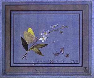 Art Print - Flower, Butterfly And Flies