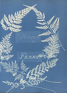 British Ferns Art Print - Foreign Ferns