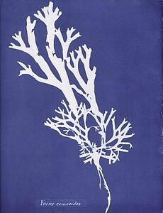 Fucus Ceranoides Art Print - Fucus Ceranoides