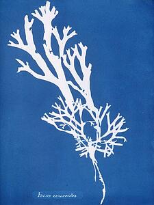 Fucus Ceranoides Art Print - Fucus Ceranoides