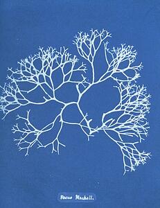 Fucus Art Print - Fucus Machaii