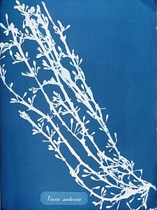 Fucus Nodosus Art Print - Fucus Nodosus