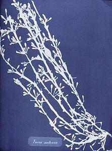 Fucus Nodosus Art Print - Fucus Nodosus