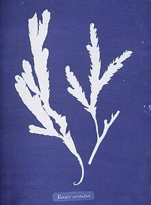 Fucus Art Print - Fucus Serratus