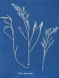 Fucus Art Print - Fucus Tuberculatus