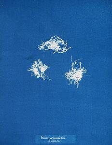 V Art Print - Fucus Vesiculosus V. Balticus