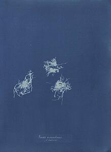 V Art Print - Fucus Vesiculosus V. Balticus